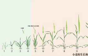小麦的一生（发育图）