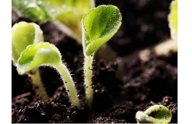 枯草芽孢杆菌对植物的六种功效