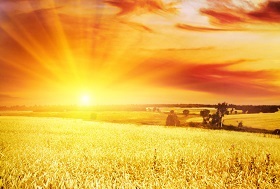 2022年全球小麦供需形势分析