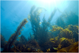 2022年新西兰对海藻类生物刺激剂的需求增加了200%